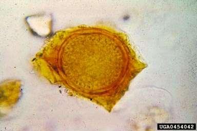 PODODJEL CHYTRIDIOMYCOTA - Najčešće saprofiti, mnoge gljive iz ovog pododjela žive u vodi, uglavnom ne formiraju pravi micelij. - Stanična stijenka građena od glukana i hitina.