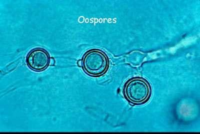 - fakultativni parazit - dvije vrste micelija - vanjski ili epifitni i unutarnji ili endofitni - endofitni micelij - intercelularni ili intracelularni - micelij je bijele boje, jednostaničan, dobro