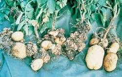 Synchytrium endobioticum (uzročnik raka krumpira) - nema veliko ekonomsko značenje - u Hrvatskoj utvrđen 1956.