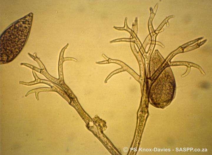 Nakon propadanja zaraženih biljnih organa u njima se formiraju trajne spore parazita (oospore). One nakon vremena mirovanja kliju u micelij koji obavlja zarazu.