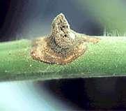 Infekcija nastaje dok su plodovi još zeleni, a srebrnkaste pjege su u promjeru 2-3 mm.