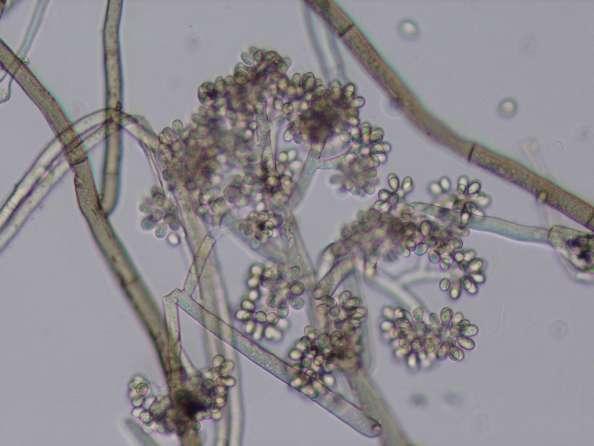 Višestanični micelij je sive boje i na njemu, u tami uz visoku vlagu, nastaju dugi, u gornjoj trećini