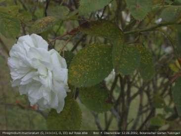 Osobito je važno što ova hrđa zaražava Rosa laxa koja služi kao podloga pri kalemljenju hibridnih ruža. P.