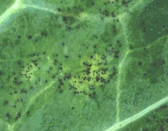 Parazit prezimi u obliku micelija u biljnim