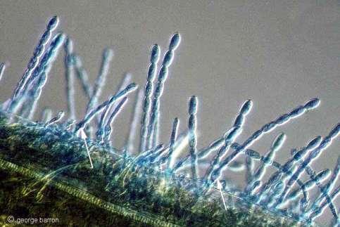 Gljiva Blumeria graminis (Erysiphe graminis) specijaliziran je parazit i dolazi samo na predstavnicima porodice Poaceae. Unutar vrste postoji daljnja specijalizacija na f. sp. (među f. sp. ne postoje morfološke, ali postoje kemijske razlike oidije f.