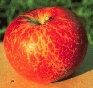 godine (Tirol) - prisutna svugdje gdje se jabuka uzgaja - jačina napada ovisi o sortimentu i klimatskim prilikama - nanosi indirektne