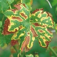 međužilna izdužena žuta ili crvenkasta nekroza zeleno tkivo lista uz glavnu nervaturu biljka preživljava više godina