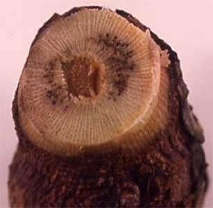 zahvaćeni svi krakovi simptomi na presjeku stabla: najčešće u sredini je tkivo
