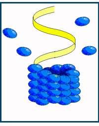Virion (osnovna čestica virusa): - centralni dio ili srž (RNA ili DNA) - omotač ili kapsid (protein) nukleoproteid Umnažanje