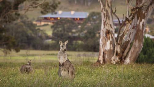 Heralding a new era of conservation based luxury in Australia, the carbon-neutral resort actively protects its surrounding habitat and indigenous wildlife species while delivering the first-class