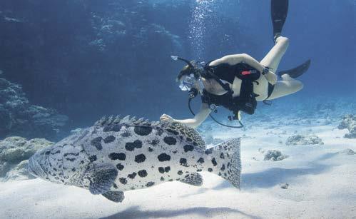 Located on the Great Barrier Reef One of the world's top ten resorts 24 powdery white sand beaches World-renowned diving location All inclusive The