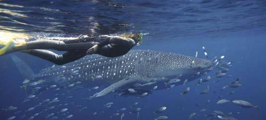 Our Sal Salis guides deliver an extraordinary insight to one of Australia s best kept natural secrets the World Heritage listed Ningaloo Reef.