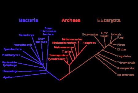 Kraljevstvo Euryarchaeota obuhvaća metanogene arheje, ekstremne halofile i ekstremne termofile. Najnovije kraljevstvo, Korarchaeota, obuhvaća arheje nađene u hidrotermalnim izvorima. 2.