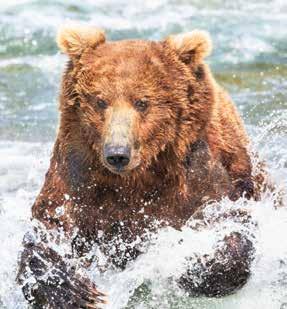 Watching the brown bears of Katmai National Park, a volcanic region only accessible by plane, and venturing into the wilds of Denali make this 12-night vacation exceptional.