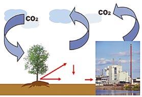4 Kroženje ogljika pri biomasi Proizvodnja bioenergije biomasa bio goriva Gozd je obnovljiv sistem, ki v svoj direktni proizvod les veže sončno energijo.