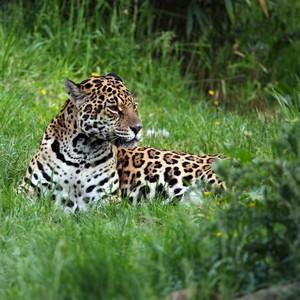 Day 11 Porto Jofre After breakfast, embark on a half-day river safari on the waterways of the Pantanal as your attempts to spot jaguars continue.