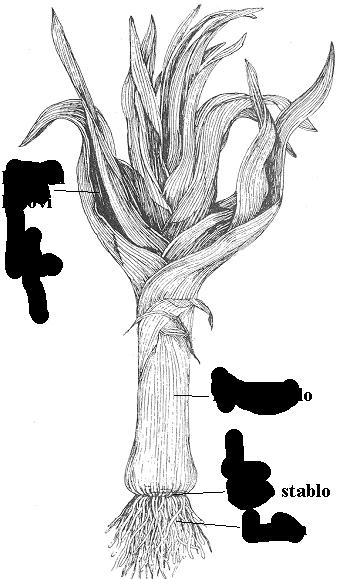 7 2.3 MORFOLOŠKE LASTNOSTI PORA Por, ki ga običajno gojimo kot dvoletno rastlino, oblikuje debelo, dolgo in odebeljeno lažno steblo iz tesno stisnjenih listov.
