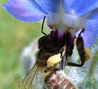 Zanimivo Apiterapija uporaba čebeljih pridelkov v skrbi za boljše zdravje Majda Kurinčič Tomšič Čebela sodi med žuželke.