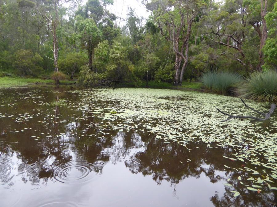 New South Wales Crown Lands A treasure trove of biodiversity For decades now, the New South Wales government has been viewing crown lands across the state with a degree of avarice, seeing them as