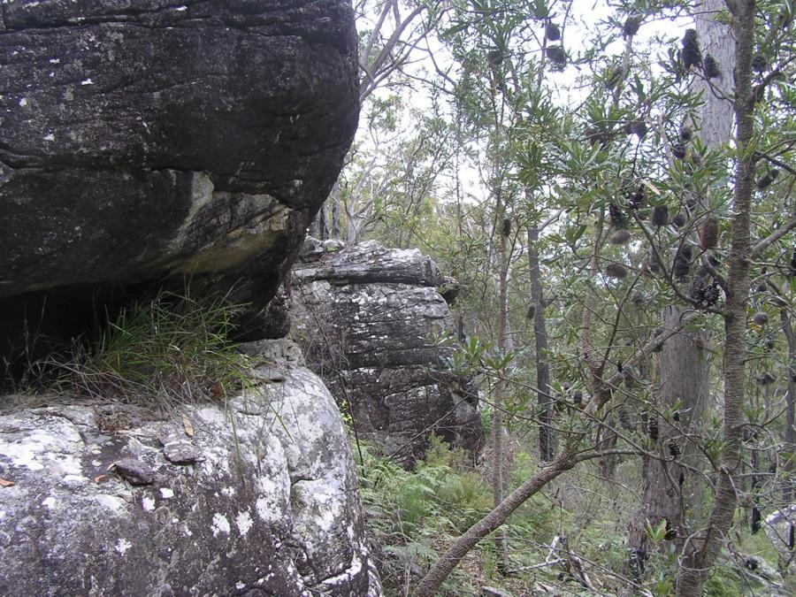 Boulders and Banksias, common features of Kangaroo Creek Sandstone outcrops, contribute to the beauty of the landscape We undertook 28 man/hours of survey work, mostly for flora, although we were