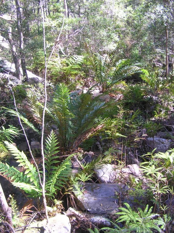 In all 170 flora species were recorded, including 2 endangered, Quasia (Quassia sp 'Moonie Creek') and the Hairy Melichrus (Melichrus hirsutus), and one vulnerable species, the Broad-leaved Sandstone