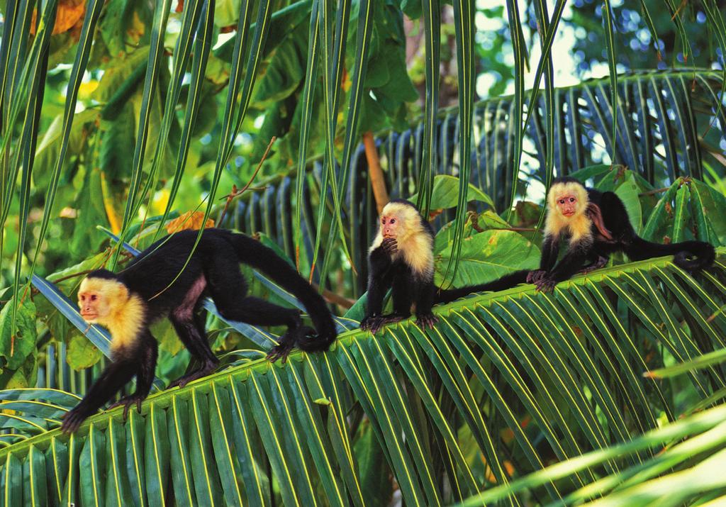 Capuchin monkeys abound in Costa Rica s rainforests.