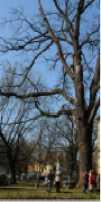 2. Hrast Julijus iz Siska (Quercus robur L.) PRIMJER DOBRE PRAKSE s projektom se krenulo prije nego se stablo srušilo u jesen 2014.