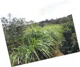 Ibyatsi bidufasha kurinda isuru Elephant grass Napier grass Themeda