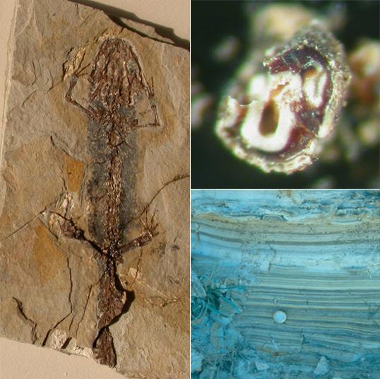 Kategorije fosila Neposredni ostaci ili Body fossils Koštana