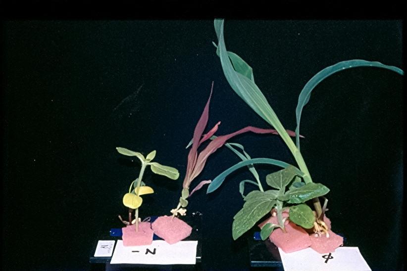 Dušik Pomanjkanje : ustavi rast rastline Kloroze-rumenenje (še