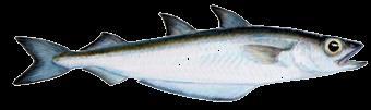 Kolmunni (Micromesistius poutassou) Kolmunninn er smár þorskfiskur, yfirleitt 22 til 30 cm langur, en getur náð allt að 50 cm í lengd.