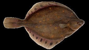 Skarkoli (Pleuronectes platessa) Skarkoli er meðalstór flatfiskur. Hann hefur slétta áferð öfugt við t.d. sandkola og skrápflúru sem eru með hrjúft roð.