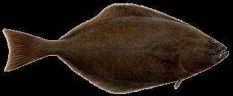 Lúða (Hippoglossus hippoglossus) Lúðan er á meðal stærstu beinfiska í heiminum en stærsta lúðan sem fundist hefur var 4,7 m.