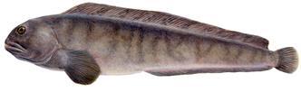 Steinbítur (Anarhichas lupus) Steinbíturinn er stór, frekar langur fiskur, yfirleitt um 50 til 60 cm, en stærsti einstaklingur sem veiðst hefur á Íslandsmiðum mældist 125 cm 21.