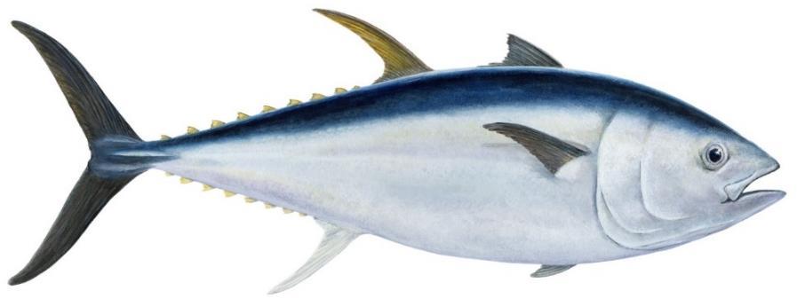 Bláuggatúnfiskur (Thunnus thynnus) Bláuggatúnfiskur (líka kallaður bláuggi eða bara túnfiskur) getur orðið allt að 730 kg og er einn af stærstu beinfiskum hafsins.