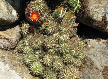POTUJEMO 69 Cvetoči kaktusi na otoku Taquile podeželski počitniški kraj za inkovsko plemstvo.