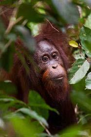 Borneo s Orangutans, Elephants and Wildlife of the Kinabatangan River Day 1: Sunday September 15, 2019.