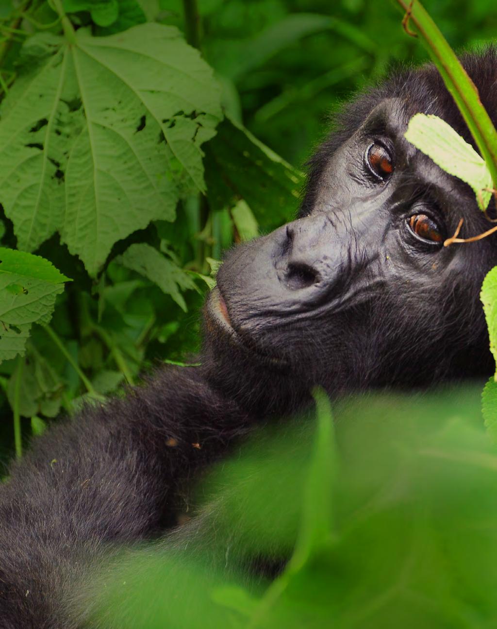 COMMUNITY AND CONSERVATION INITIATIVES GORILLA DOCTORS Critically endangered mountain gorillas are the only great apes whose wild populations are increasing, largely due to the work of Gorilla