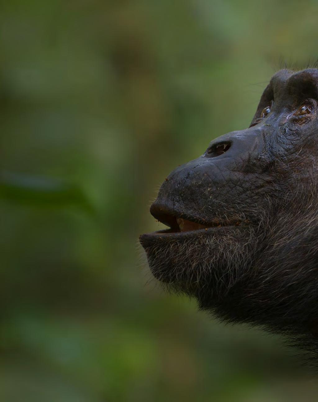 DAYS 4-6 NDALI LODGE KIBALE NATIONAL PARK WILDLIFE OF UGANDA Tom Dietrich Uganda, home to over 5,000 chimpanzees, is one of the most important countries in Africa for conservation of these