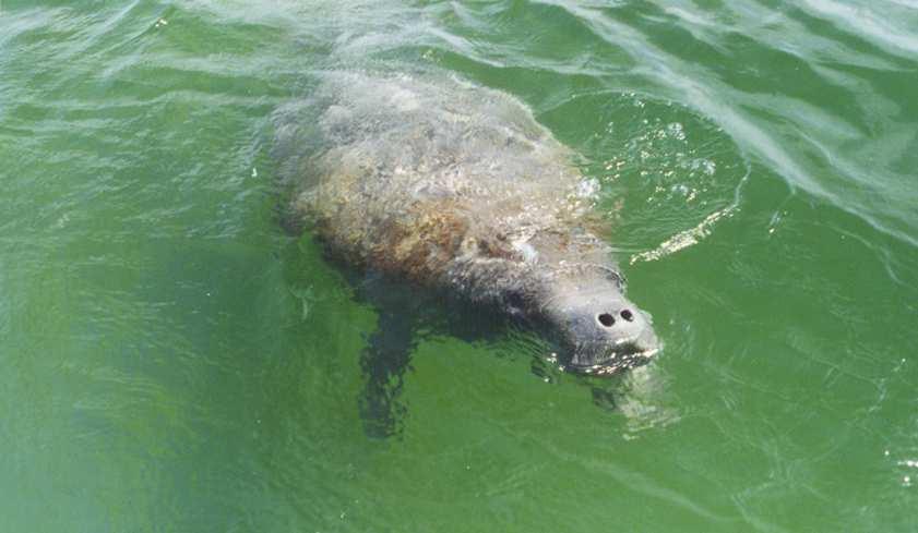 Status of Manatees in Belize Manatees are listed as threatened by IUCN Became a species of special concern for Coastal Zone Management
