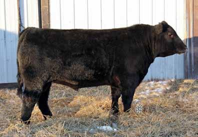 He stands on good set of feet and legs. He won Reserve Intermediate Bull calf champion at CWA. 12D +2.