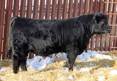 37D +0.9 +32 +57 +16 ET: heifer bull. SCC Kodiak 37D 1904447 BDS 37D Jan.30.