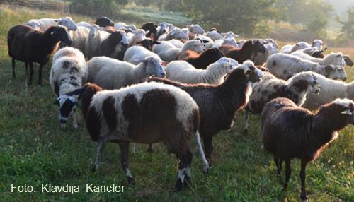 Oplemenjena bovška ovca Populacija: 687 plemenic v 9 nukleusih Oplemenjevanje bovške pasme z VF (vzhodno frizijska) VF: visoka mlečnost, lepo in funkcionalno vime, zgodnja spolna zrelost jagnjic,