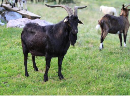 Drežniška koza mesni tip Populacija: 250 čistopasemskih samic v 17 nukleusih Plodnost: 1,3