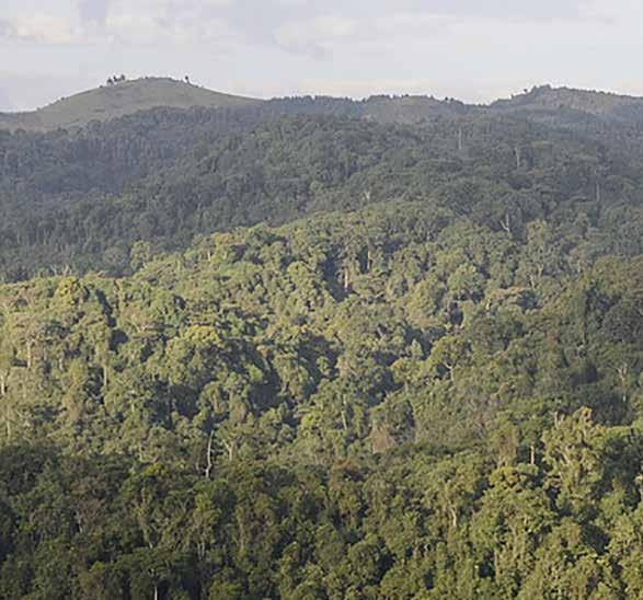 GISHWATI - MUK NATIONAL PAR Main Article It has been two years since the Rwandan government passed a law to create a new national park bining the Mukura and Gishwati forests, establishing the