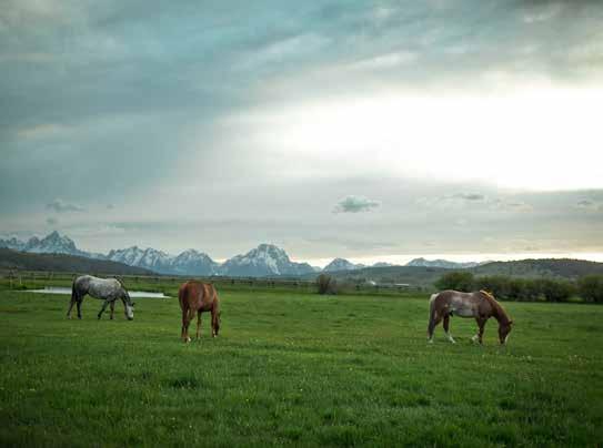 Located at the base of the Grand Teton, Diamond Cross Ranch has not changed hands since homestead days. We will meet Grant Golliher who has spent his life working with horses.
