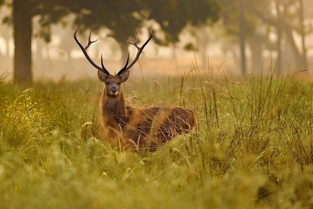 HARD GROUND BARASINGHA Once unique to Kanha National Park, the hard ground barasingha is conservation success story.