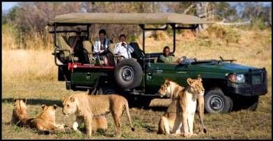 excursions in Cape Town; All stated lodge safaris
