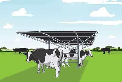 4. 1. Sjenila Sjenila smanjuju toplotni stres smanjujući izloženost krave sunčevoj radijaciji.