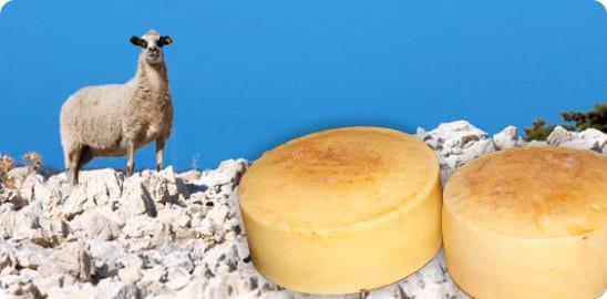 Slika 4. Paški sir (Izvor:https://www.google.hr/search?q=paška+ovca&sir) 2.6.1.Tradicionalna proizvodnja Tradicionalno se Paški sir proizvodi od sirovog ovčjeg mlijeka večernje i jutarnje mužnje.